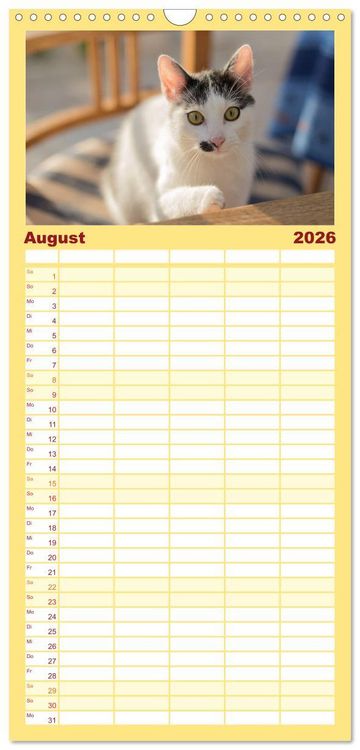 Produktbild: Familienplaner 2026 - Tierschutzkatzen vom TSV-Neuss - Gro&szlig;es Gl&uuml;ck auf sanften Pfoten mit 5 Spalten (Wandkalender, 21 x 45 cm) CALVENDO