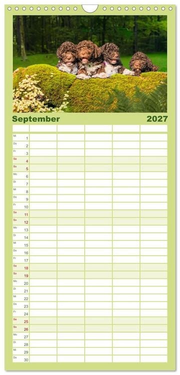 Produktbild: Familienplaner 2027 - Lagotto Romagnolo - die Tr&uuml;ffelsucher Italiens mit 5 Spalten (Wandkalender, 21 x 45 cm) CALVENDO