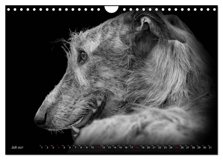 Produktbild: Galgo Espa&ntilde;ol - der spanische Windhund 2027 (Wandkalender 2027 DIN A4 quer), CALVENDO Monatskalender