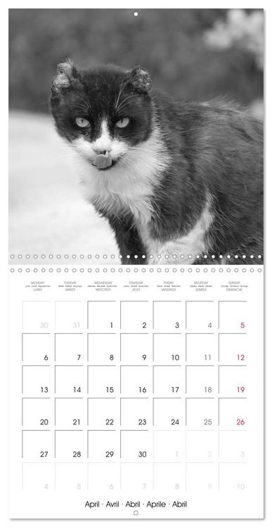 Produktbild: Black and white cat whispers (Wall Calendar 2026 12 &times; 12 Inch) CALVENDO 12 Month Wall Calendar