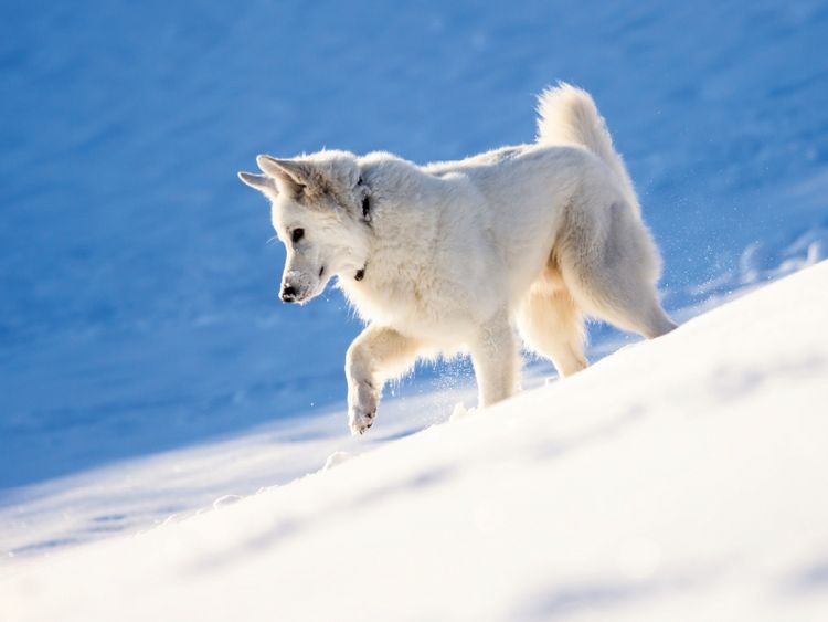 Produktbild: Schnee-Wolf (Puzzle)