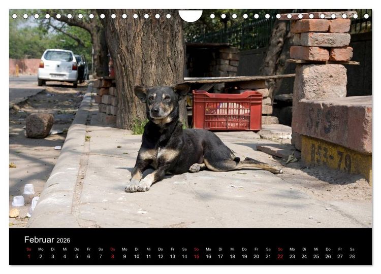 Produktbild: Stra&szlig;enhunde (Wandkalender 2026 DIN A4 quer), CALVENDO Monatskalender