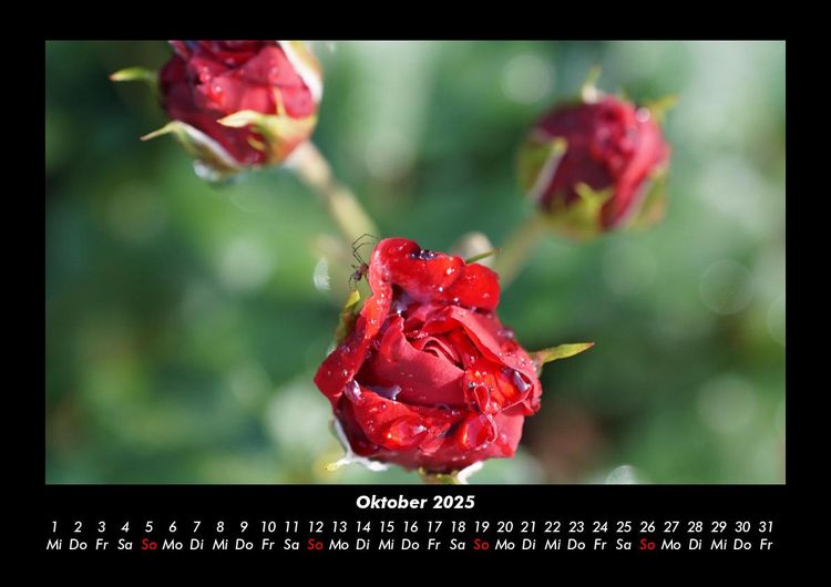 Produktbild: Rosen-Kalender 2025 Fotokalender DIN A3