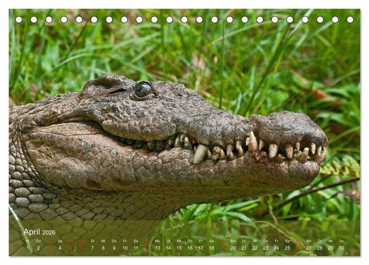 Produktbild: Alligatoren und Co. (Tischkalender 2026 DIN A5 quer), CALVENDO Monatskalender