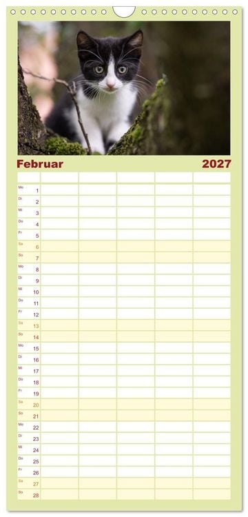 Produktbild: Familienplaner 2027 - Kitten auf Entdeckungsreise mit 5 Spalten (Wandkalender, 21 x 45 cm) CALVENDO