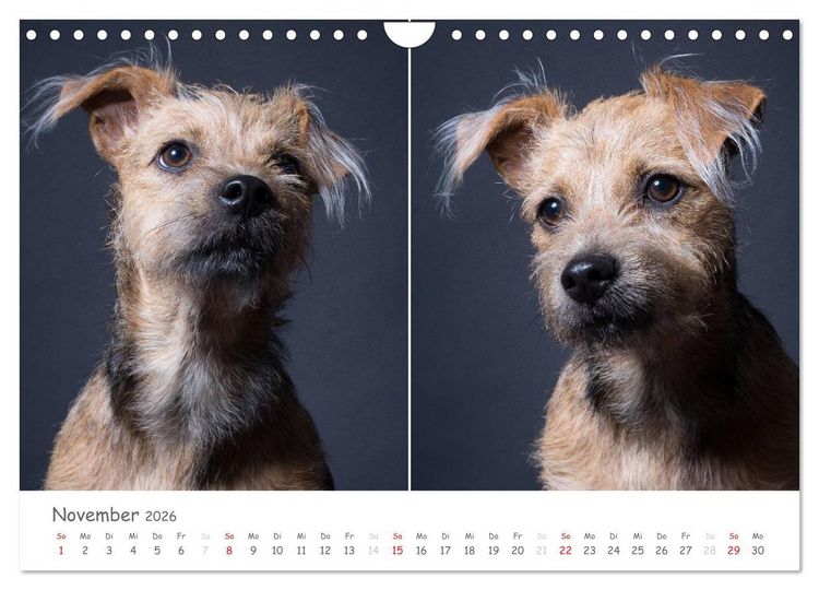 Produktbild: charakterstarke Hunde, wundersch&ouml;ne Hundeportraits (Wandkalender 2026 DIN A4 quer), CALVENDO Monatskalender