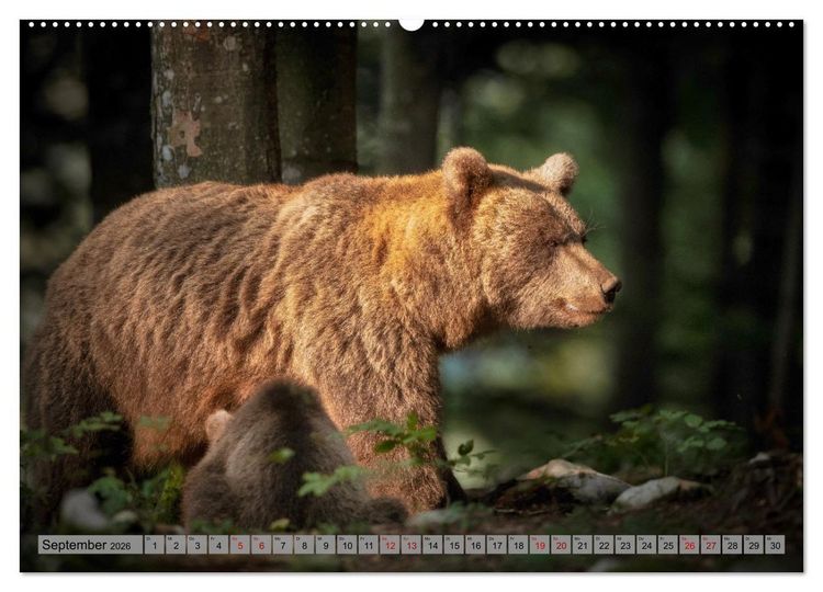 Produktbild: Krafttier B&auml;r (hochwertiger Premium Wandkalender 2026 DIN A2 quer), Kunstdruck in Hochglanz