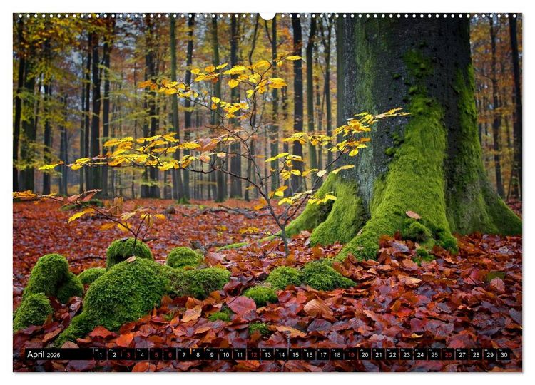 Produktbild: Zauberhafter Sachsenwald (hochwertiger Premium Wandkalender 2026 DIN A2 quer), Kunstdruck in Hochglanz