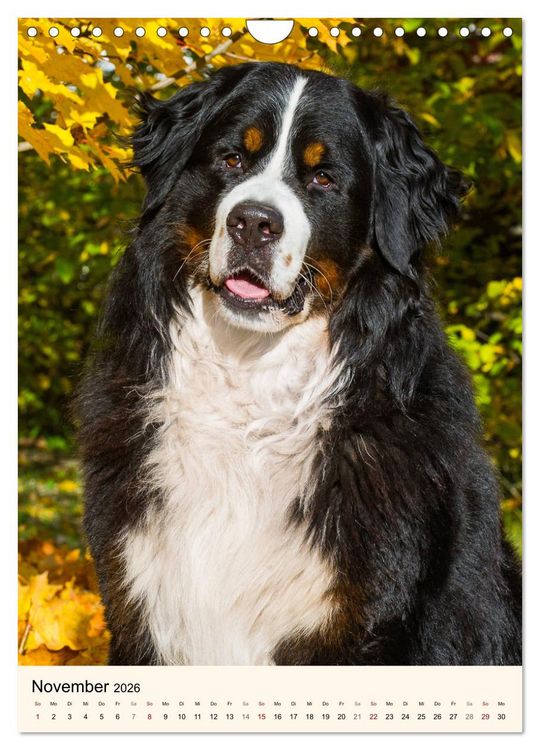 Produktbild: Die sch&ouml;nste Rasse der Welt - Berner Sennenhund (Wandkalender 2026 DIN A4 hoch), CALVENDO Monatskalender