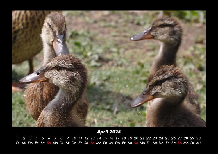 Produktbild: Enten 2025 Fotokalender DIN A3
