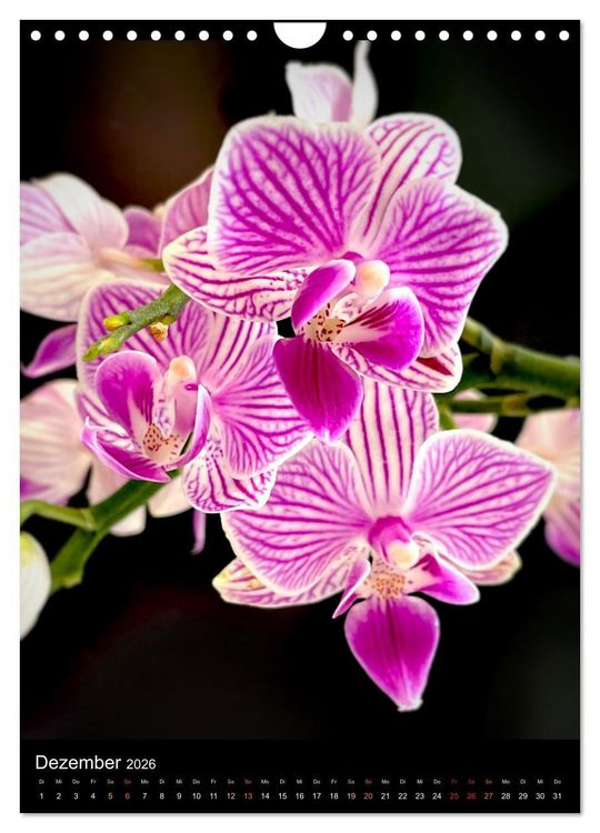 Produktbild: Orchideen - Exoten im Wohnzimmer (Wandkalender 2026 DIN A4 hoch), CALVENDO Monatskalender