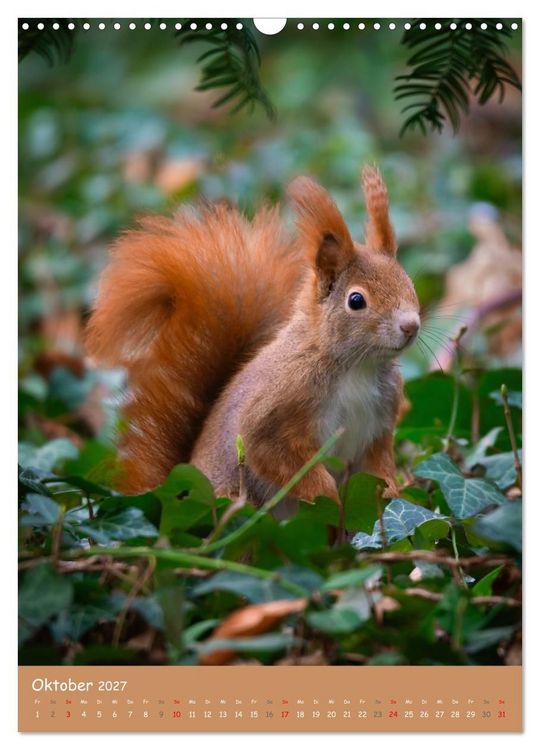 Produktbild: Unsere Eichh&ouml;rnchen - Naturmomente aus dem heimischen Garten (Wandkalender 2027 DIN A3 hoch), CALVENDO Monatskalender