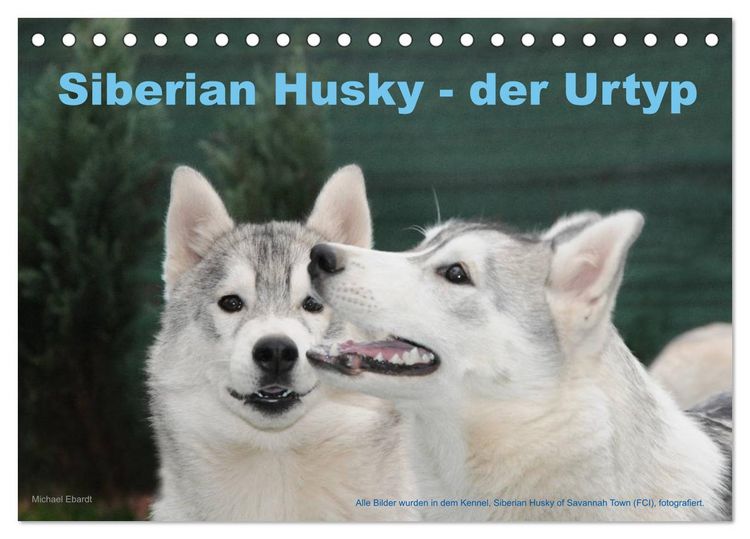 Produktbild: Siberian Husky - der Urtyp (Tischkalender 2026 DIN A5 quer), CALVENDO Monatskalender