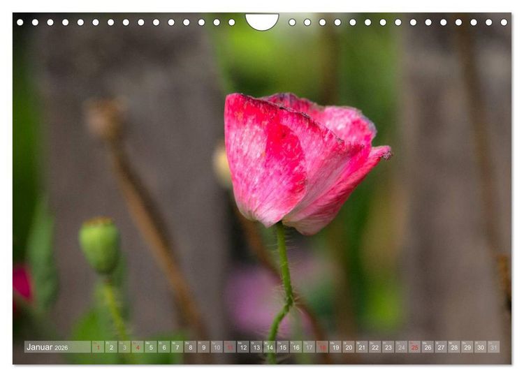 Produktbild: Mohn (Wandkalender 2026 DIN A4 quer), CALVENDO Monatskalender