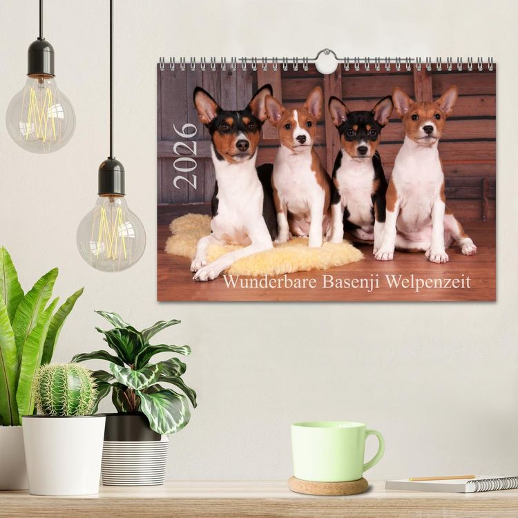 Produktbild: Wunderbare Basenji Welpenzeit (Wandkalender 2026 DIN A4 quer), CALVENDO Monatskalender