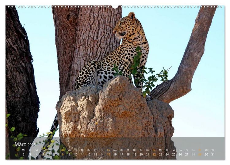 Produktbild: Botswana Wildlife (hochwertiger Premium Wandkalender 2026 DIN A2 quer), Kunstdruck in Hochglanz