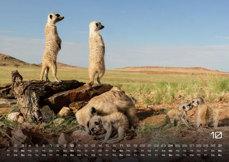 Produktbild: Erdm&auml;nnchen &ndash; Kleine W&auml;chter, gro&szlig;e Abenteuer! - 2027 - Kalender DIN A2