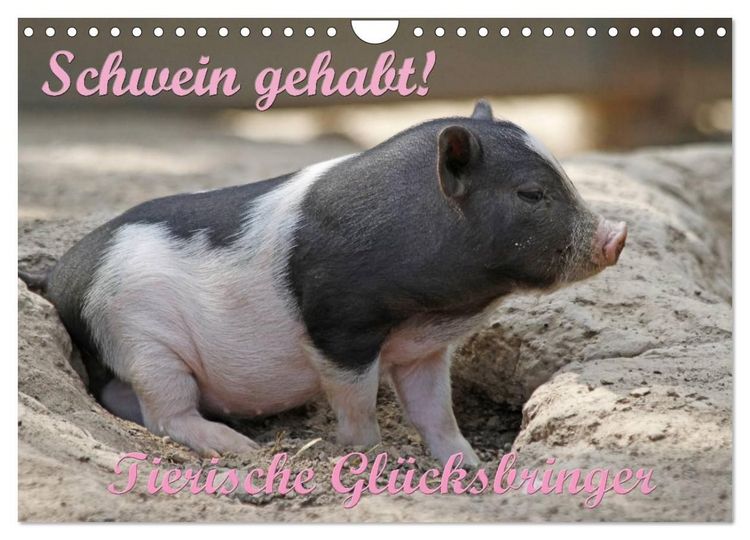 Produktbild: Schwein gehabt! (Wandkalender 2027 DIN A4 quer), CALVENDO Monatskalender