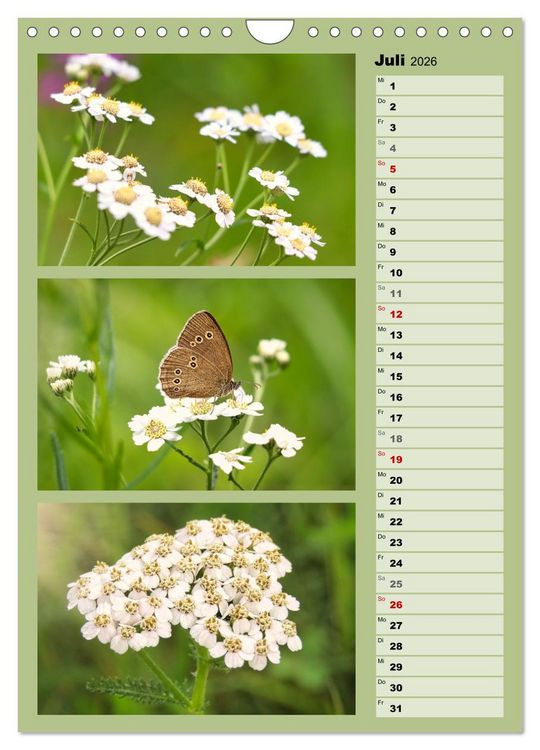 Produktbild: Farbenzauber, bunte Wiesen und bunte Falter (Wandkalender 2026 DIN A4 hoch), CALVENDO Monatskalender