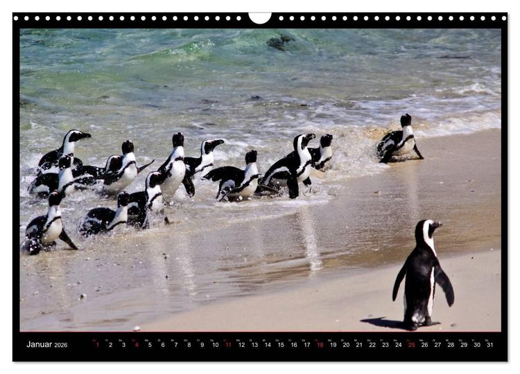 Produktbild: S&Uuml;DAFRIKA Augenblicke (Wandkalender 2026 DIN A3 quer), CALVENDO Monatskalender