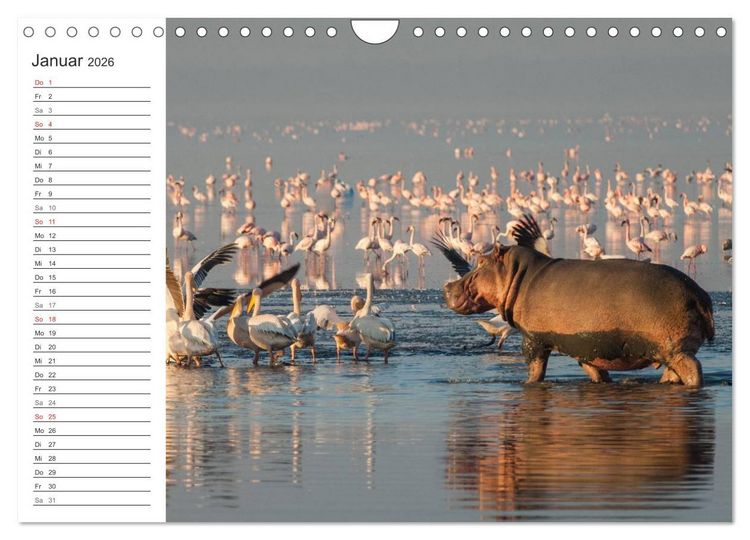 Produktbild: Emotionale Momente: Nilpferde hautnah (Wandkalender 2026 DIN A4 quer), CALVENDO Monatskalender