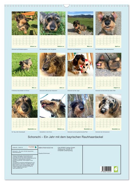 Produktbild: Schorschi &ndash; Ein Jahr mit dem bayrischen Rauhhaardackel (Wandkalender 2026 DIN A2 hoch), CALVENDO Monatskalender