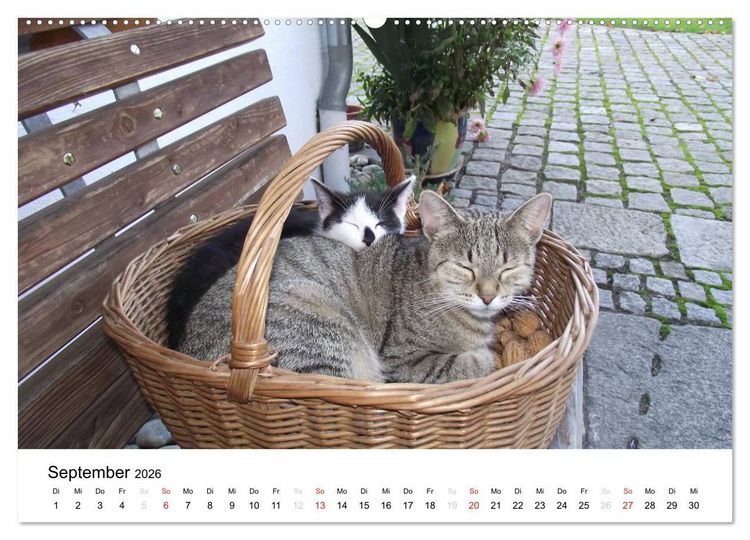 Produktbild: Bauernhoftiere (Wandkalender 2026 DIN A2 quer), CALVENDO Monatskalender
