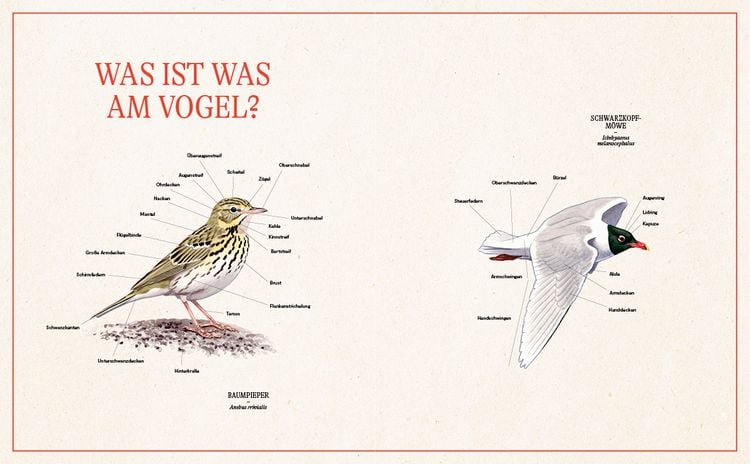 Produktbild: Unsere Vogelwelt