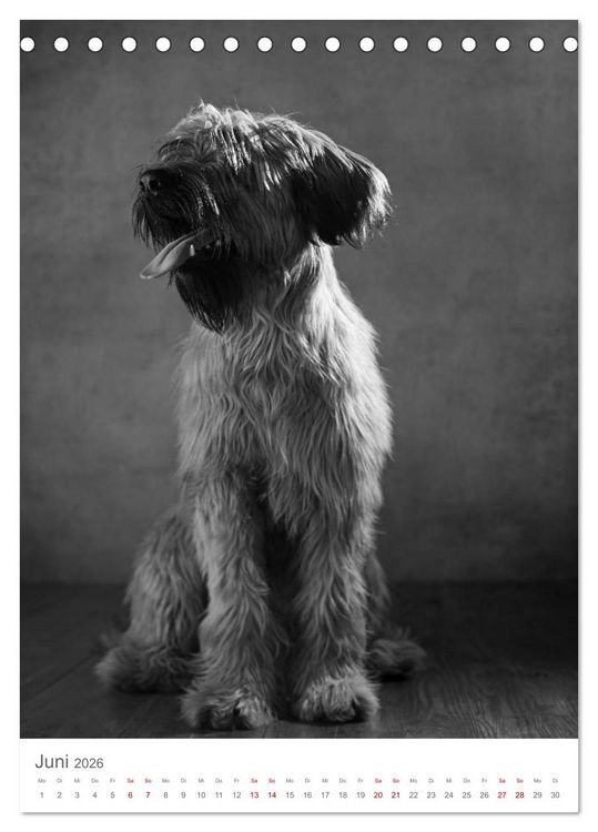 Produktbild: Fine Art Hundeportraits (Tischkalender 2026 DIN A5 hoch), CALVENDO Monatskalender