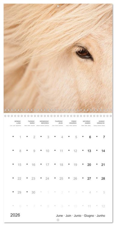 Produktbild: Icelandic Horses - wild and free (Wall Calendar 2026 12 &times; 12 Inch) CALVENDO 12 Month Wall Calendar