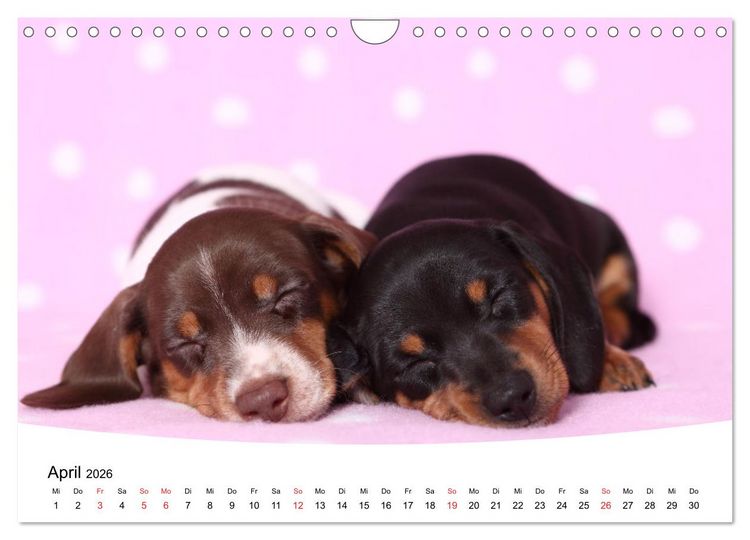 Produktbild: S&uuml;&szlig;e Tr&auml;ume 2026 - schlafende Hundewelpen (Wandkalender 2026 DIN A4 quer), CALVENDO Monatskalender