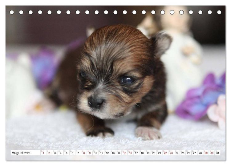 Produktbild: Bolonka Babykalender 2026 (Tischkalender 2026 DIN A5 quer), CALVENDO Monatskalender