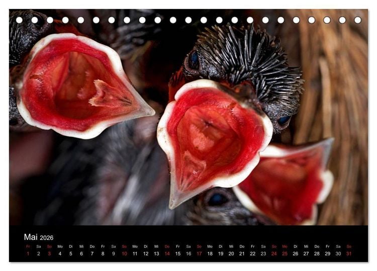 Produktbild: Philippinen - Natur und Fiesta (Tischkalender 2026 DIN A5 quer), CALVENDO Monatskalender