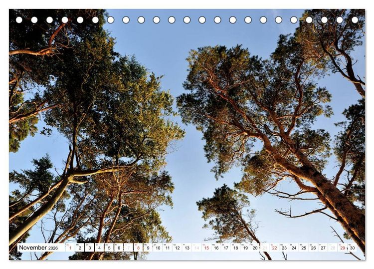 Produktbild: Naturschauspiel Dar&szlig;er Weststrand (Tischkalender 2026 DIN A5 quer), CALVENDO Monatskalender