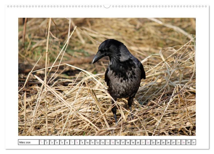 Produktbild: Rabenhafte Augenblicke (hochwertiger Premium Wandkalender 2026 DIN A2 quer), Kunstdruck in Hochglanz