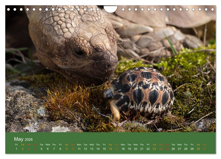 Produktbild: African spurred tortoises (Wall Calendar 2026 DIN A4 landscape), CALVENDO 12 Month Wall Calendar