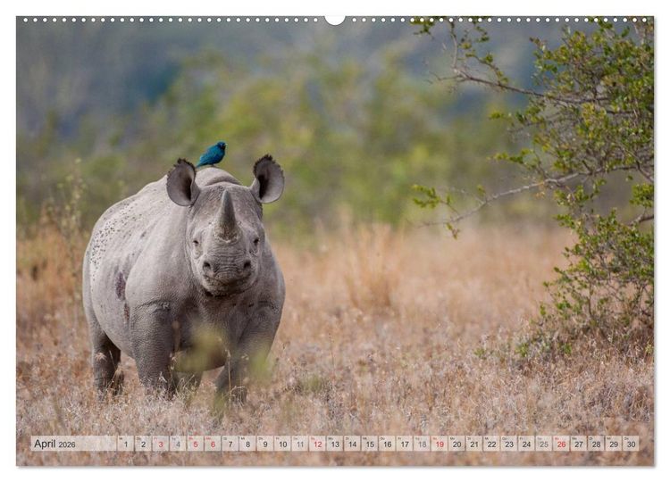 Produktbild: Emotionale Momente: Afrikas Big Five (Wandkalender 2026 DIN A2 quer), CALVENDO Monatskalender