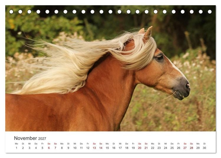 Produktbild: Haflinger - blonde Sch&ouml;nheiten (Tischkalender 2027 DIN A5 quer), CALVENDO Monatskalender