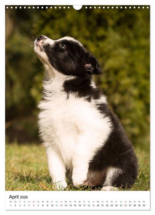 Produktbild: Border Collie Zuckerschnuten (Wandkalender 2026 DIN A3 hoch), CALVENDO Monatskalender