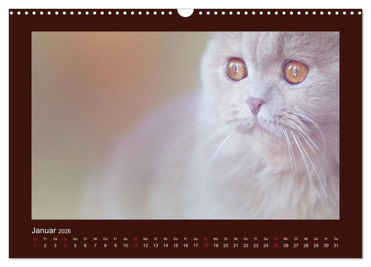 Produktbild: Britisch Kurzhaar Katzen - Poesie f&uuml;rs Auge (Wandkalender 2026 DIN A3 quer), CALVENDO Monatskalender