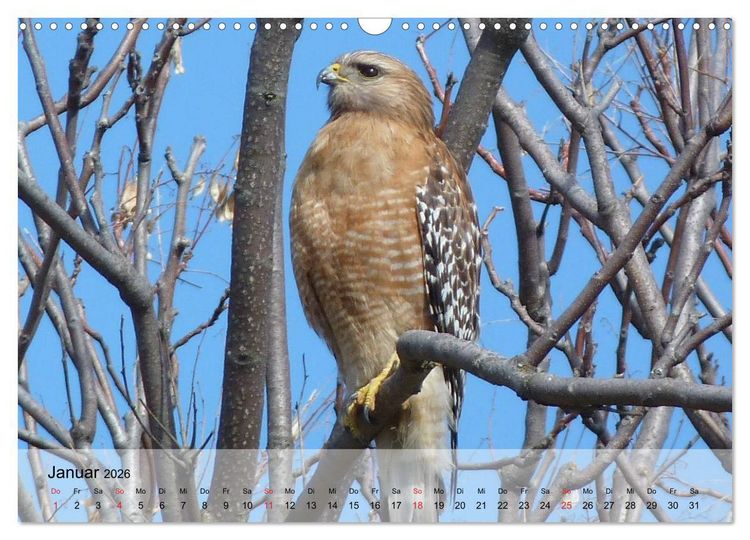 Produktbild: Falken und Greifv&ouml;gel. Edle J&auml;ger (Wandkalender 2026 DIN A3 quer), CALVENDO Monatskalender