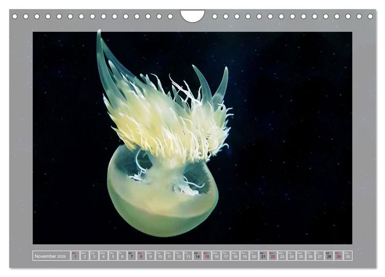 Produktbild: In the world of the medusae (Wall Calendar 2026 DIN A4 landscape), CALVENDO 12 Month Wall Calendar