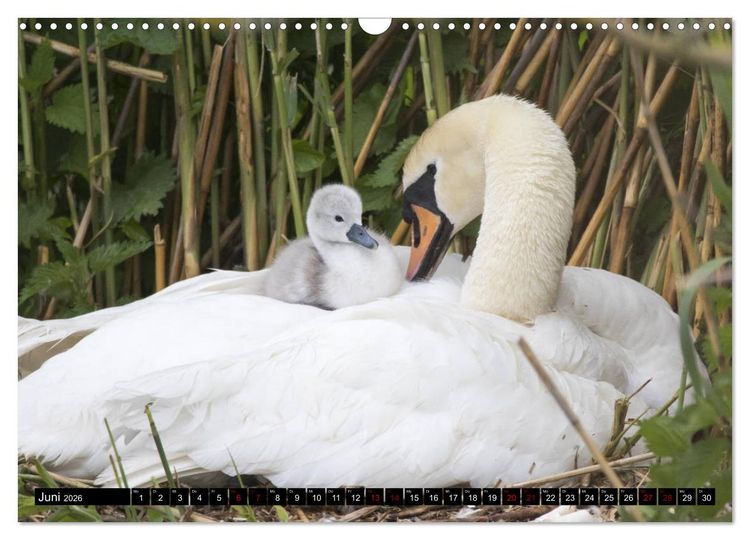 Produktbild: Nordhessens Tierkinder (Wandkalender 2026 DIN A3 quer), CALVENDO Monatskalender