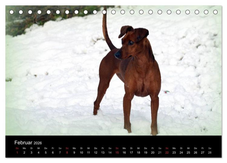 Produktbild: Deutscher Pinscher (Tischkalender 2026 DIN A5 quer), CALVENDO Monatskalender
