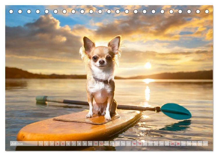 Produktbild: Chillige Chihuahuas - Entspannte Fellnasen genie&szlig;en das Leben (Tischkalender 2026 DIN A5 quer), CALVENDO Monatskalender