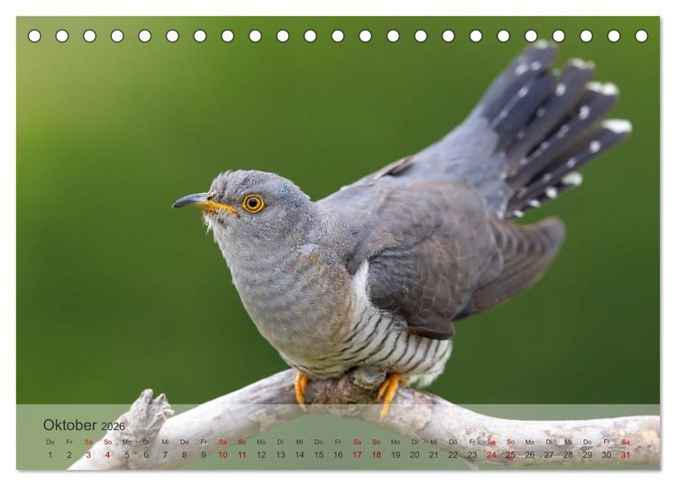 Produktbild: Fantastische Vogelwelt Slowenien (Tischkalender 2026 DIN A5 quer), CALVENDO Monatskalender