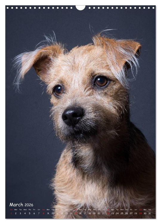 Produktbild: Dogs in Style (Wall Calendar 2026 DIN A3 portrait), CALVENDO 12 Month Wall Calendar