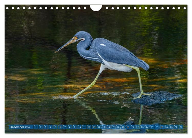 Produktbild: Blaureiher und Dreifarbenreiher (Wandkalender 2026 DIN A4 quer), CALVENDO Monatskalender