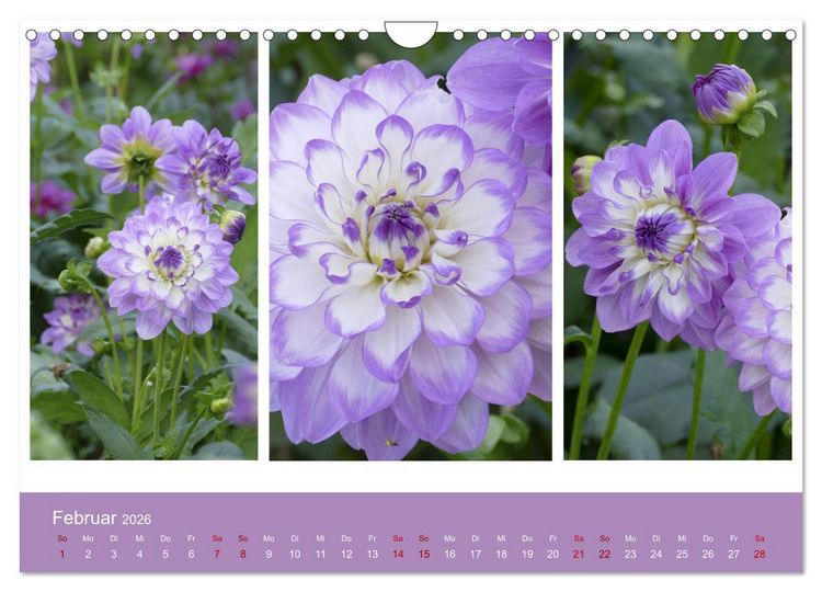 Produktbild: Dahlien-Triplets (Wandkalender 2026 DIN A4 quer), CALVENDO Monatskalender