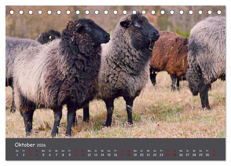 Produktbild: Wolle & H&ouml;rner (Tischkalender 2026 DIN A5 quer), CALVENDO Monatskalender